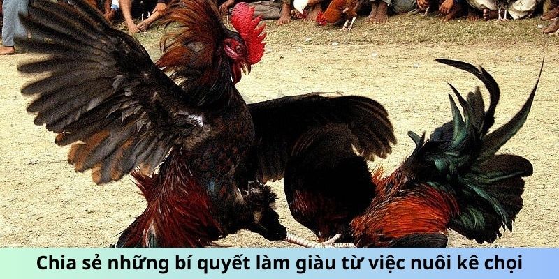 Chia sẻ những bí quyết làm giàu từ việc nuôi kê chọi
