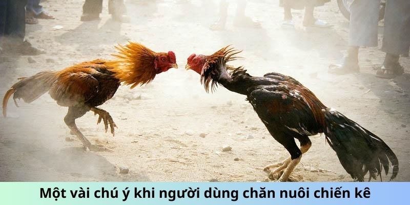 Một vài chú ý khi người dùng chăn nuôi chiến kê