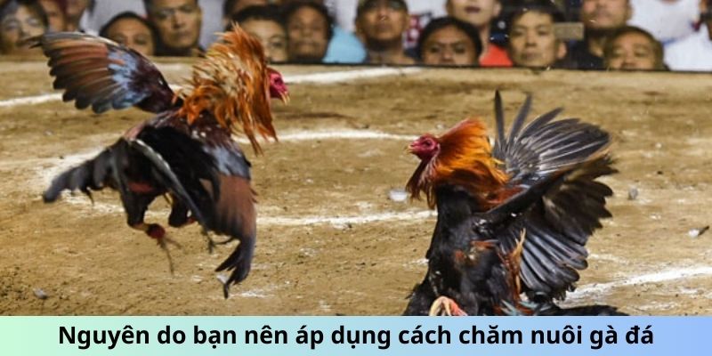 Nguyên do bạn nên áp dụng cách chăm sóc gà đá